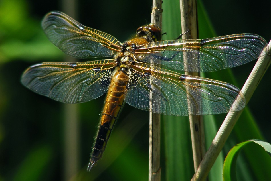 Dragonfly Scorcher 095